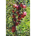 High-Quality Fresh Red Apples Exported to Canada, Australia